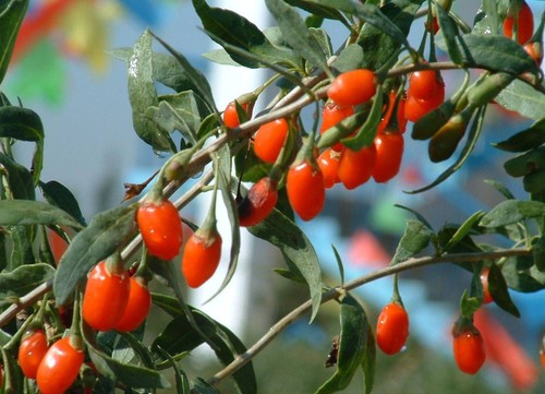 1000 HIMALAYAN GOJI BERRY seeds Wolfberry *SUPERFRUIT*