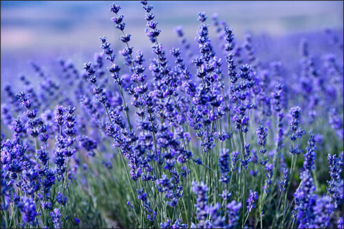 VLIES FOTOTAPETE XXL TAPETE Natur Lavendel Wiese BLUMEN 8332