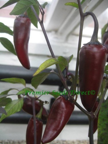 ORGANIC VEGETABLE HOT CHILLI PEPPER BLACK HUNGARIAN 30 SEEDS