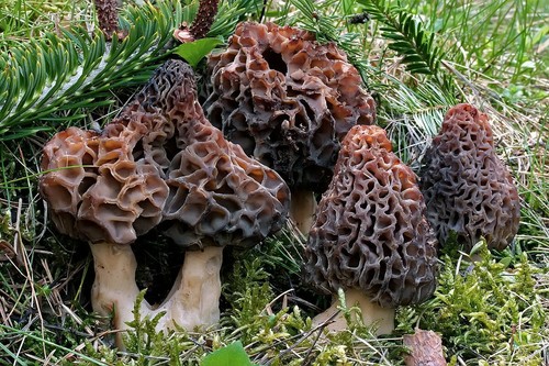 eBook 15 g Fresh PURPLE MOREL Mycelium Morchella Buy Mushroom Spawn Spores