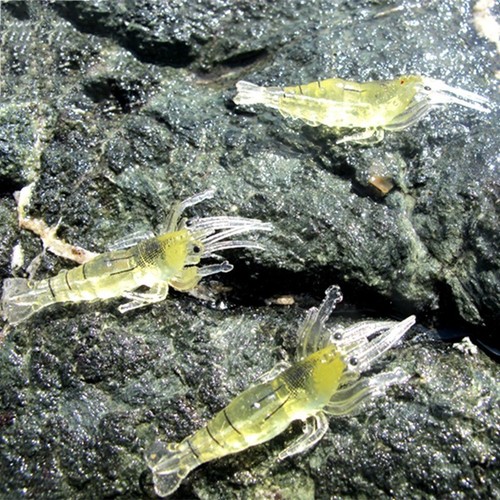 10 stuecke kuenstliche Fischkoeder Bionic Shrimp Gummikoeder Angelzubehoer I1G5