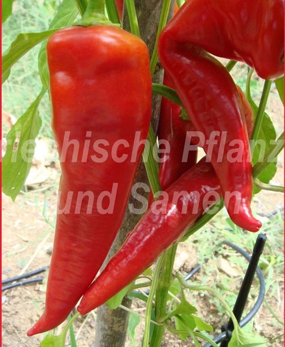 ️ Sweet Banana Paprika de Forme Oblongue Fruits 10 Graines Frais Balcon