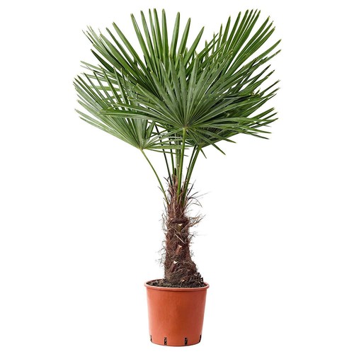 Frostgewöhnte Trachycarpus princeps /"Marmor Hanfpalme/" bis 130 cm Höhe