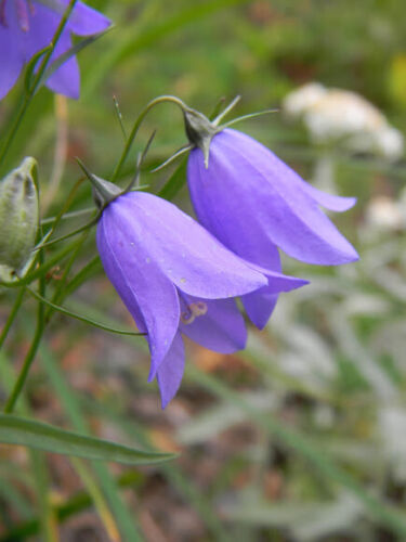 Details about / 50 CAMPANULA OLYMPICA LAVENDER BLUE DEER RESIST PERENNIAL FLOWER SEEDS