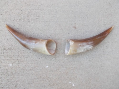 STEER BULL skull,BLACK POWDER, ONE pair CARVING HORNS REAL COW HORN 8/" X 16/"