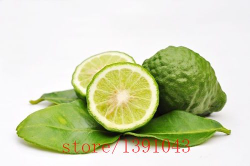 kaffir Lime seeds green lemon seed Super Fragrant Organic fruit Thai Giant