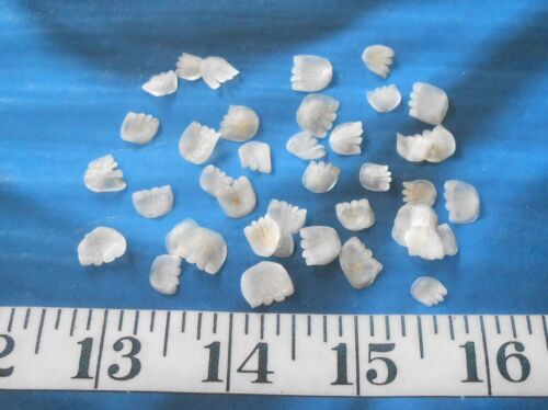 ~ Fish Scales ~ 50 ~ *TINY*~ Scalloped Edge ~ Shellcraft~ Sailor/'s Valentines ~
