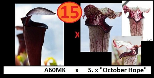Piante carnivore SCONTI!!! Semi di Sarracenia Carnivorous Plants 4,99€