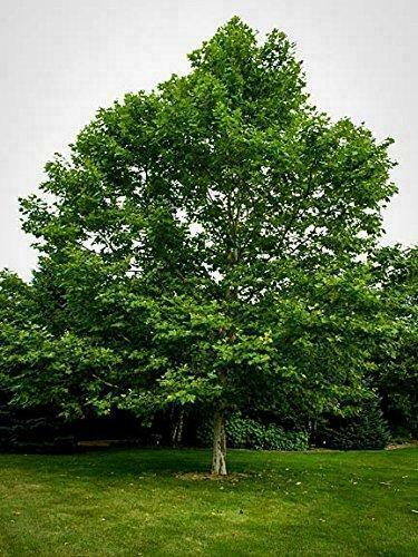 2 Live SPROUTS SYCAMORE American Planetree Western Plane Tree Fresh 2020