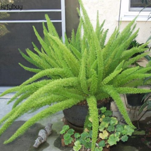 New Nice Adorable Flower Fragrant Plants Potted Blooms Rat Tail Seeds KFBY