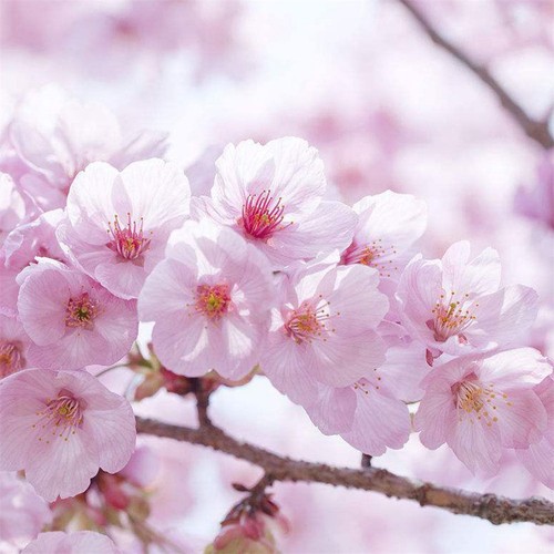 5Pcs Sakura Seeds Oriental Cherry Blossom Seeds Bonsai Plants For Home Garden GF