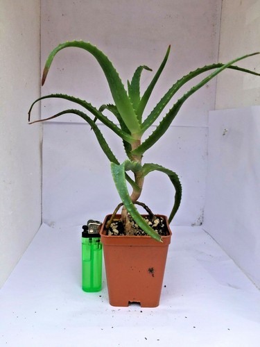 COLTIVAZIONE NATURALE ALOE ARBORESCENS 3 ANNI VASO 7 CM DA SEMINA 25 CM