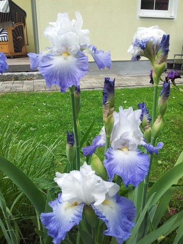 HOHE SCHWERTLILIE//IRIS Alizes