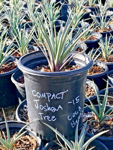 Yucca Brevifolia v 15 Jaegeriana Joshua Tree **FREE SHIP AGAVE** COLD HARDY