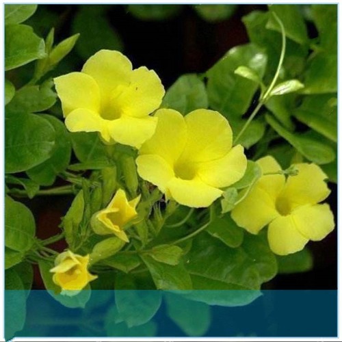BUY 3 GET 2 FREE Climbing Mandevilla Citrine 100 Pcs Seeds Home Garden