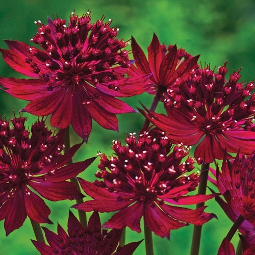 Lot de 20 Astrantia major rouge profond ont NICE /"graines