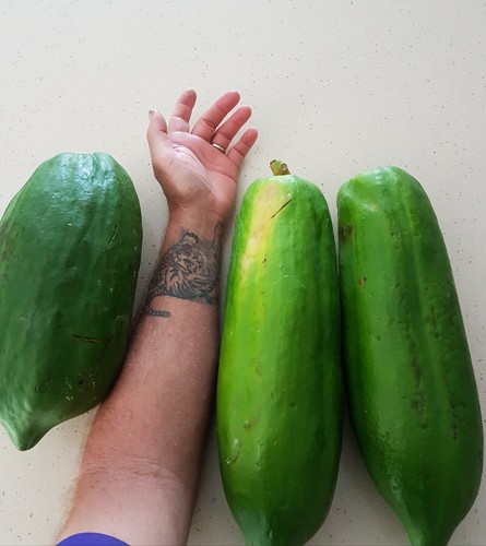 Bisexual 25 Giant Thai Dwarf Kag Dum Red Papaya Seeds Bonsai NON GMO
