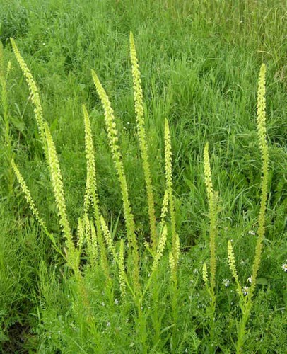 Reseda luteola FÄRBER-RESEDE über 200 Samen Färber-Wau Bienenweide