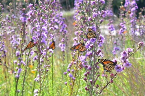 100 Meadow Blazing Star seeds Liatris ligulistylis