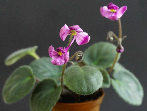 Coral Spider 2 Blätter// 2 leaves African Violet Usambaraveilchen