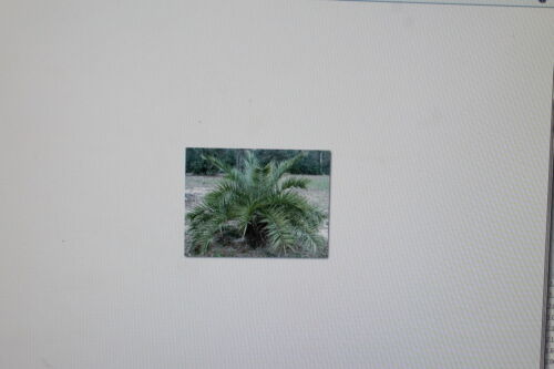 20 Samen Phoenix loureiroi var.humilis #237 ,Berg-Dattelpalme,Palme kashmir
