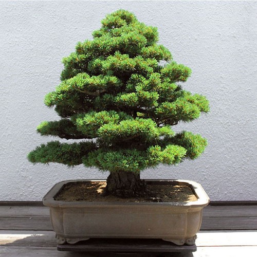 Bonsai Japanische Cedar Semillas Bonsai Cryptomeria japonica 20 Samen HOT X2A9