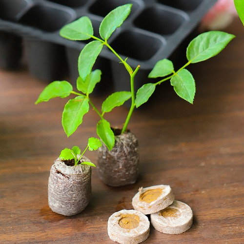 100Pcs Peat Pellets Seed Starting Plugs Seeds Starter Pallet Seedling Soil Block