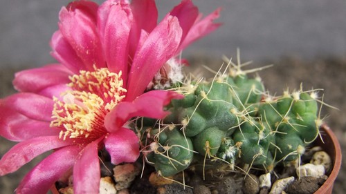 Tephrocactus pulcherimus Incahuasi size pot not plant is 5,5 cm flower pot
