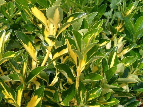 Pianta di Euonymus Livornese Euonimus Pianta da Siepe arredo giardino vaso 7