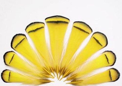 US Seller 20 Bright Yellow Lady Amherst Pheasant Body Plumage Feathers