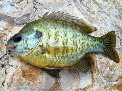 6 flies Red Hot Worm Fly Fishing Flies Bass, Bream, Catfish, Perch, Trout
