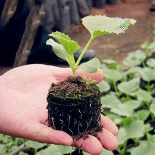 100Pcs Peat Pellets Seed Starting Plugs Seeds Starter Pallet Seedling Soil Block