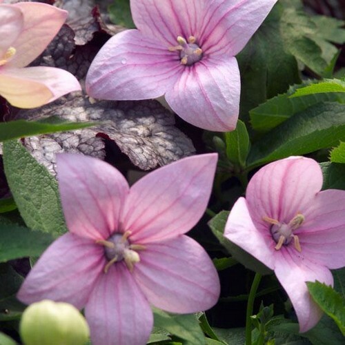 Balloon Flower Rose Seeds 50+Seeds Platycodon Grandiflorus Rose