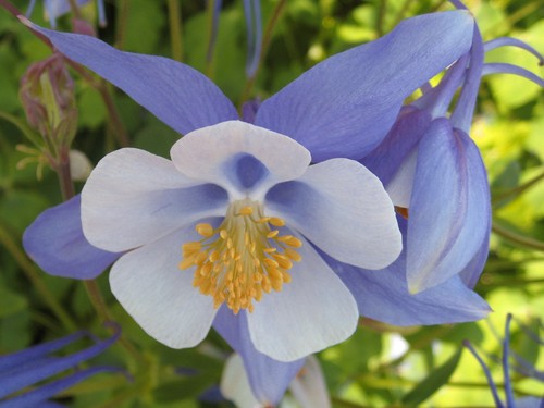 100 Samen Akelei Blau blüten Früh-//Blumen Mehrjährig