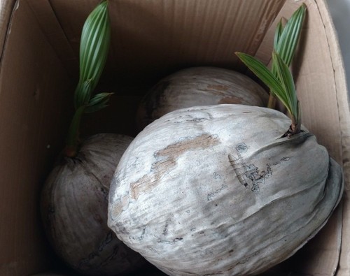 Coconut Seed from South Florida
