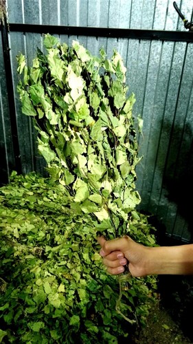 broom for sauna 20 piece Birch – chamomile in vacuum Packed steam room