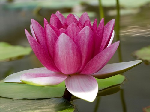 Attraction water lily lilies lillies aquatic plants koi pond plants