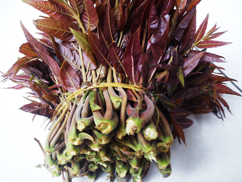 40 Toon Seeds Chinese Toon Toona Sinensis Roem Organic Vegetables C005