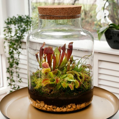 Basic Glass XL 3 Fleischfressende Ökosystem Ecoworld Swamp Biosphere