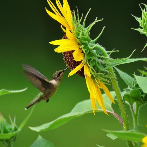 Vincent Sunflower Seed 6 Seeds Helianthus Annus Beautiful Flowers Seed A297