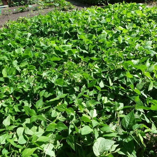 Seeds Bush beans Dalmatian 10