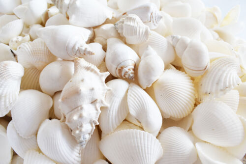 4 lbs Large White Wedding Shell Mix Seashells Beach Cottage Decor Nautical BULK.