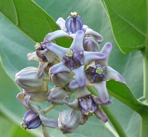 5 graines de MUDAR GEANT G775 SEEDS SAMEN SEMENTES SEMILLAS Calotropis Gigantea