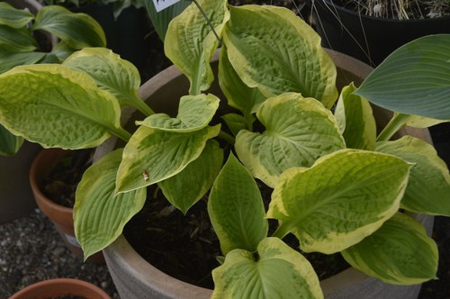 Hosta Funkie Blattschmuck Schatten AMERICAN DREAM