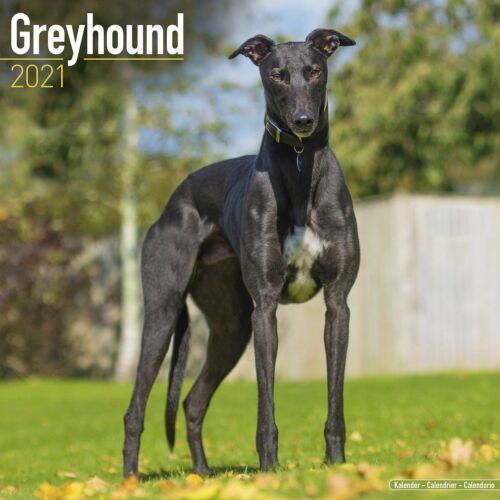 Greyhound Calendar 2021 Premium Dog Breed Calendars 