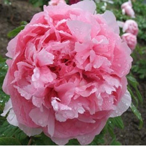 Pink Red Flower China/'s Peony Seeds Paeonia suffruticosa Tree DIY Garden