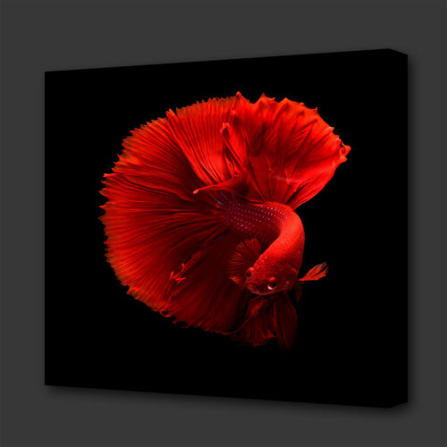 STUNNING RED TROPICAL FISH MODERN BOX CANVAS PRINT WALL ART PICTURE PHOTO