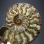 Details about / 1pc Natural Ammonite Fossil Conch quartz Crystal Specimen Reiki Healing 200g+
