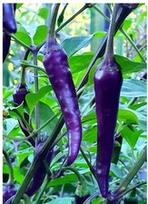 PURPLE CAYENNE PEPPER SEEDS | 40+ Seeds | rare |HOT & SPICY | NON-GMO |