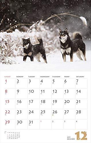 Shiba Inu 2019 Wall Calendar Yamakei Dog from JAPAN